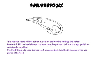 fMLVksfd;k% This position looks correct at first but notice the way the forelegs are flexed.Before this kid can be delivered the head must be pushed back and the legs pulled to an extended position.Use the OB snare to keep the hooves from going back into the birth canal when you push on the head. 