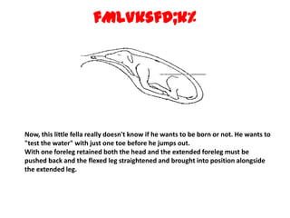 fMLVksfd;k% Now, this little fella really doesn't know if he wants to be born or not. He wants to "test the water" with just one toe before he jumps out.With one foreleg retained both the head and the extended foreleg must be pushed back and the flexed leg straightened and brought into position alongside the extended leg. 