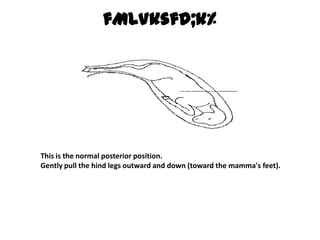 fMLVksfd;k% This is the normal posterior position.Gently pull the hind legs outward and down (toward the mamma's feet). 