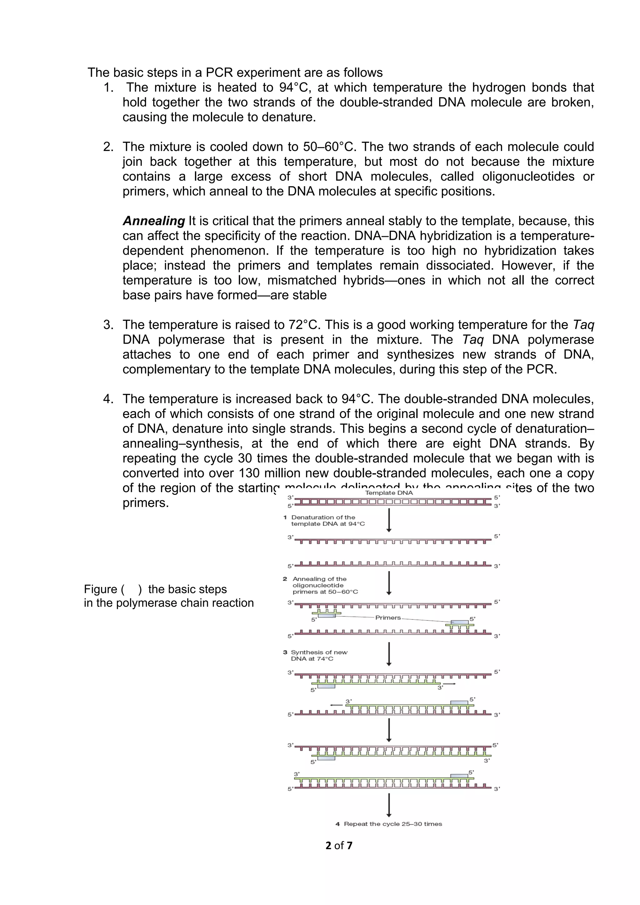  
2 of 7 
 
The basic steps in a PCR experiment are as follows
1. The mixture is heated to 94°C, at which temperature the hydrogen bonds that
hold together the two strands of the double-stranded DNA molecule are broken,
causing the molecule to denature.
2. The mixture is cooled down to 50–60°C. The two strands of each molecule could
join back together at this temperature, but most do not because the mixture
contains a large excess of short DNA molecules, called oligonucleotides or
primers, which anneal to the DNA molecules at specific positions.
Annealing It is critical that the primers anneal stably to the template, because, this
can affect the specificity of the reaction. DNA–DNA hybridization is a temperature-
dependent phenomenon. If the temperature is too high no hybridization takes
place; instead the primers and templates remain dissociated. However, if the
temperature is too low, mismatched hybrids—ones in which not all the correct
base pairs have formed—are stable
3. The temperature is raised to 72°C. This is a good working temperature for the Taq
DNA polymerase that is present in the mixture. The Taq DNA polymerase
attaches to one end of each primer and synthesizes new strands of DNA,
complementary to the template DNA molecules, during this step of the PCR.
4. The temperature is increased back to 94°C. The double-stranded DNA molecules,
each of which consists of one strand of the original molecule and one new strand
of DNA, denature into single strands. This begins a second cycle of denaturation–
annealing–synthesis, at the end of which there are eight DNA strands. By
repeating the cycle 30 times the double-stranded molecule that we began with is
converted into over 130 million new double-stranded molecules, each one a copy
of the region of the starting molecule delineated by the annealing sites of the two
primers.
Figure ( ) the basic steps
in the polymerase chain reaction
 