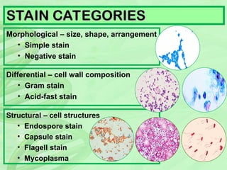 Structural Staining 6-pewarnaan-bakteri gram positif dan negatif | PPT