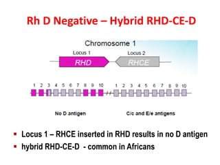 Lhd Rhd Common 6-Phenotype Vs Genotype in RhD Blood Grouping_Dheeraj Khetan.pdf