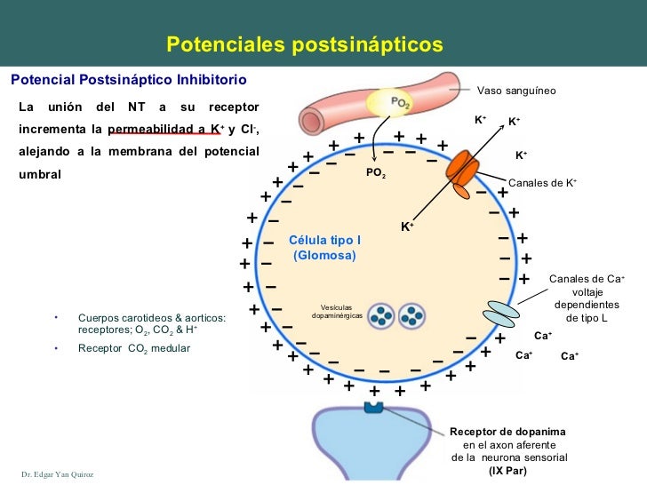 6. potencial postsináptico excitatorio e inhibitorio