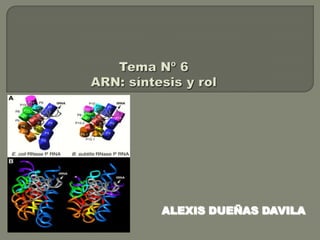 Tema Nº 6ARN: síntesis y rol ALEXIS DUEÑAS DAVILA 