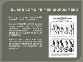 EL ARN COMO PRIMER BIOPOLÍMEROEs muy probable que el ARN fuese el primer biopolímero. En un ambiente similar al que debió existir en la Tierra primitiva pudieron formarse espontáneamente cadenas cortas de ARN, pero no de ADN o proteínas. Además, se conocen casos en los que las moléculas de ARN se cortan y empalman por sitios específicos, en ausencia de proteínas.