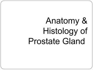 Anatomy &
Histology of
Prostate Gland
 