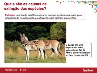 Quais são as causas de
extinção das espécies?
Extinção é o fim da existência de uma ou mais espécies causado pela
incapacidade de adaptação às alterações dos factores ambientais.
Extinção é o fim da existência de uma ou mais espécies causado pela
incapacidade de adaptação às alterações dos factores ambientais.
O quaga era uma
espécie de zebra,
existente no Sul de
África, que se extinguiu
no final do século XIX.
O quaga era uma
espécie de zebra,
existente no Sul de
África, que se extinguiu
no final do século XIX.
Planeta Terra — 8.º ano
 
