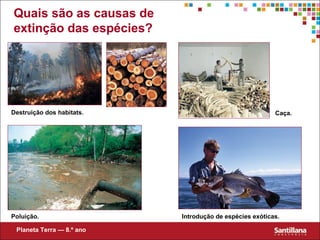 Quais são as causas de
extinção das espécies?
Destruição dos habitats. Caça.
Poluição. Introdução de espécies exóticas.
Planeta Terra — 8.º ano
 