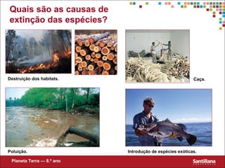 Quais são as causas de extinção das espécies? Destruição dos habitats. Caça.  Poluição. Introdução de espécies exóticas. Planeta Terra — 8.º ano 