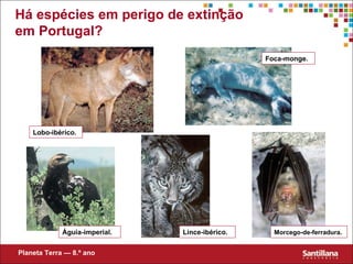 Há espécies em perigo de extinção em Portugal? Planeta Terra — 8.º ano Morcego-de-ferradura . Lobo-ibérico. Foca-monge. Águia-imperial. Lince-ibérico. 