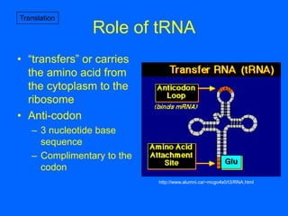 6 - Protein Synthesis and Tracking | PPTX