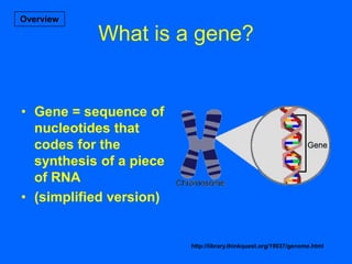 6 - Protein Synthesis and Tracking | PPTX