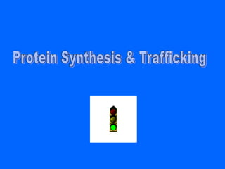 Protein Synthesis & Trafficking 