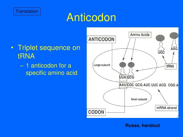 6 - Protein Synthesis and Tracking