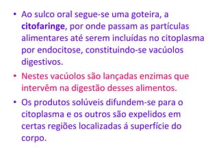 Ao sulco oral segue-se uma goteira, a  citofaringe , por onde passam as partículas alimentares até serem incluídas no citoplasma por endocitose, constituindo-se vacúolos digestivos.  Nestes vacúolos são lançadas enzimas que  intervêm na digestão desses alimentos. Os produtos solúveis difundem-se para o citoplasma e os outros são expelidos em certas regiões localizadas á superfície do corpo.  