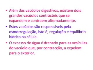 Além dos vacúolos digestivos, existem dois grandes vacúolos contrácteis que se expandem e contraem alternadamente. Estes vacúolos são responsáveis pela osmorregulação, isto é, regulação e equilíbrio hídrico na célula.  O excesso de água é drenado para as vesículas do vacúolo que, por contracção, a expelem para o exterior. 