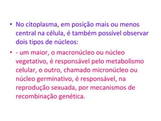 No citoplasma, em posição mais ou menos central na célula, é também possível observar dois tipos de núcleos: - um maior, o macronúcleo ou núcleo vegetativo, é responsável pelo metabolismo celular, o outro, chamado micronúcleo ou núcleo germinativo, é responsável, na reprodução sexuada, por mecanismos de recombinação genética.  