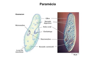 Paramécia 