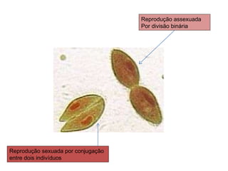 Reprodução assexuada Por divisão binária  Reprodução sexuada por conjugação entre dois indivíduos  