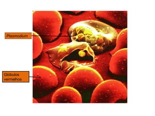 Plasmodium Glóbulos vermelhos 