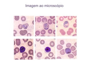 Imagem ao microscópio  