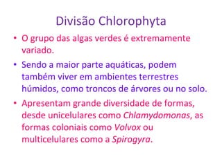Divisão Chlorophyta O grupo das algas verdes é extremamente variado. Sendo a maior parte aquáticas, podem também viver em ambientes terrestres húmidos, como troncos de árvores ou no solo. Apresentam grande diversidade de formas, desde unicelulares como  Chlamydomonas , as formas coloniais como  Volvox  ou multicelulares como a  Spirogyra .  