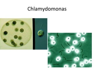 Chlamydomonas 