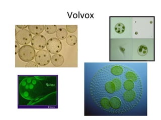 Volvox 