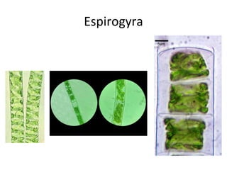 Espirogyra 