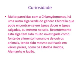 Curiosidade Muito parecidas com a Chlamydomonas, há uma outra alga verde do género Chlorella que pode encontrar-se em águas doces e águas salgadas, ou mesmo no solo. Recentemente esta alga tem sido muito investigada como fonte de alimento humano e de outros animais, tendo sido mesmo cultivada em vários países, como os Estados Unidos, Alemanha e Japão.  