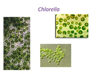 Chlorella  