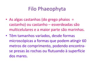 Filo Phaeophyta As algas castanhas (do grego phaios  = castanho) ou castanho – esverdeadas são multicelulares e a maior parte são marinhas. Têm tamanhos variados, desde formas microscópicas a formas que podem atingir 60 metros de comprimento, podendo encontra-se presas às rochas ou flutuando à superfície dos mares. 
