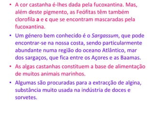 A cor castanha é-lhes dada pela fucoxantina. Mas, além deste pigmento, as Feófitas têm também clorofila  a  e  c  que se encontram mascaradas pela fucoxantina. Um género bem conhecido é o  Sargassum , que pode encontrar-se na nossa costa, sendo particularmente abundante numa região do oceano Atlântico, mar dos sargaços, que fica entre os Açores e as Baamas. As algas castanhas constituem a base de alimentação de muitos animais marinhos. Algumas são procuradas para a extracção de algina, substância muito usada na indústria de doces e sorvetes.  