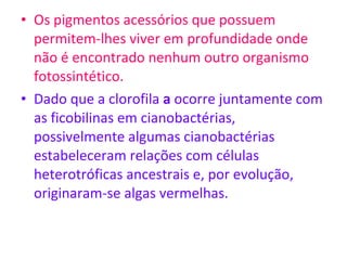 Os pigmentos acessórios que possuem permitem-lhes viver em profundidade onde não é encontrado nenhum outro organismo fotossintético. Dado que a clorofila  a  ocorre juntamente com as ficobilinas em cianobactérias, possivelmente algumas cianobactérias estabeleceram relações com células heterotróficas ancestrais e, por evolução, originaram-se algas vermelhas. 