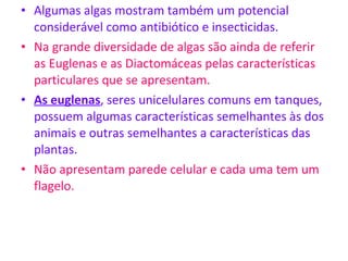 Algumas algas mostram também um potencial considerável como antibiótico e insecticidas. Na grande diversidade de algas são ainda de referir as Euglenas e as Diactomáceas pelas características particulares que se apresentam. As euglenas , seres unicelulares comuns em tanques, possuem algumas características semelhantes às dos animais e outras semelhantes a características das plantas. Não apresentam parede celular e cada uma tem um flagelo.  
