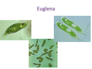 Euglena 