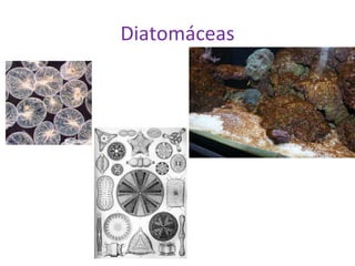 Diatomáceas 