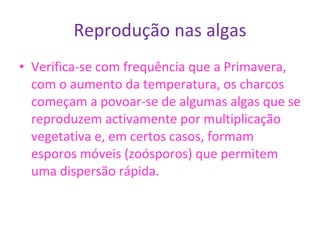 Reprodução nas algas Verifica-se com frequência que a Primavera, com o aumento da temperatura, os charcos começam a povoar-se de algumas algas que se reproduzem activamente por multiplicação vegetativa e, em certos casos, formam esporos móveis (zoósporos) que permitem uma dispersão rápida.  