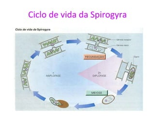 Ciclo de vida da Spirogyra 