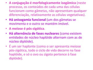 A conjugação é morfologicamente isogâmica  (neste processo, os conteúdos de cada uma das células funcionam como gâmetas, não apresentam qualquer diferenciação, relativamente as células vegetativas). Há anisogamia funcional  (um dos gâmetas se movimenta e o outro se mantém imóvel. A meiose é pós-zigótica . Há alternância de fases nucleares  (como existem entidades de núcleo haplóide alternam com as de núcleo diplóide). É um ser haplonte (como o ser apresenta meiose pós-zigótica, todo o ciclo de vida decorre na fase haplóide, e só o ovo ou zigoto pertence à fase diplóide).  
