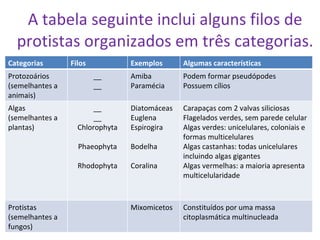 A tabela seguinte inclui alguns filos de protistas organizados em três categorias. Categorias Filos Exemplos Algumas características  Protozoários (semelhantes a animais) __ __ Amiba Paramécia Podem formar pseudópodes Possuem cílios Algas (semelhantes a plantas) __ __ Chlorophyta Phaeophyta Rhodophyta Diatomáceas Euglena Espirogira Bodelha Coralina Carapaças com 2 valvas siliciosas Flagelados verdes, sem parede celular Algas verdes: unicelulares, coloniais e formas multicelulares Algas castanhas: todas unicelulares incluindo algas gigantes Algas vermelhas: a maioria apresenta multicelularidade Protistas (semelhantes a fungos) Mixomicetos Constituídos por uma massa citoplasmática multinucleada  