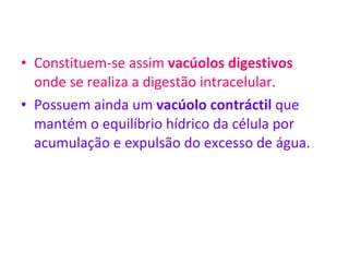 Constituem-se assim  vacúolos digestivos  onde se realiza a digestão intracelular. Possuem ainda um  vacúolo contráctil  que mantém o equilíbrio hídrico da célula por acumulação e expulsão do excesso de água. 