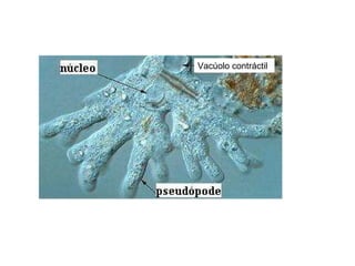 Vacúolo contráctil  