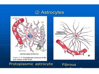 Protoplasmic Astrocytes And Fibrous Astrocytes