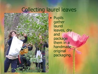 Collecting laurel leaves
            • Pupils
              gather
              laurel
              leaves, dry
              and
              package
              them in a
              handmade
              original
              packaging.
 