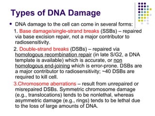 Types of DNA Damage
    DNA damage to the cell can come in several forms:
    1. Base damage/single-strand breaks (SSBs) – repaired
     via base excision repair, not a major contributor to
     radiosensitivity.
    2. Double-strand breaks (DSBs) – repaired via
     homologous recombination repair (in late S/G2, a DNA
     template is available) which is accurate, or non
     homologous end-joining which is error-prone. DSBs are
     a major contributor to radiosensitivity; ~40 DSBs are
     required to kill cell.
    3.Chromosome aberrations – result from unrepaired or
     misrepaired DSBs. Symmetric chromosome damage
     (e.g., translocations) tends to be nonlethal, whereas
     asymmetric damage (e.g., rings) tends to be lethal due
     to the loss of large amounts of DNA.
 