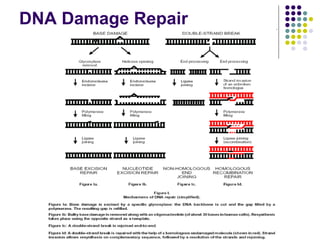 DNA Damage Repair
 