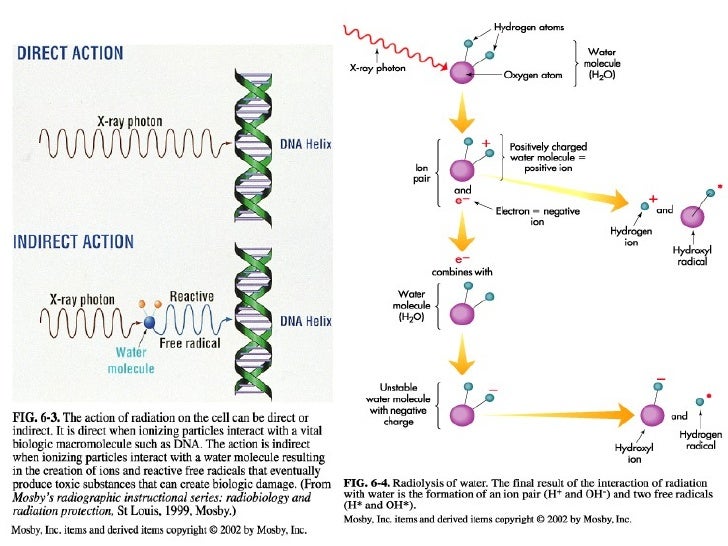 Radiobiology