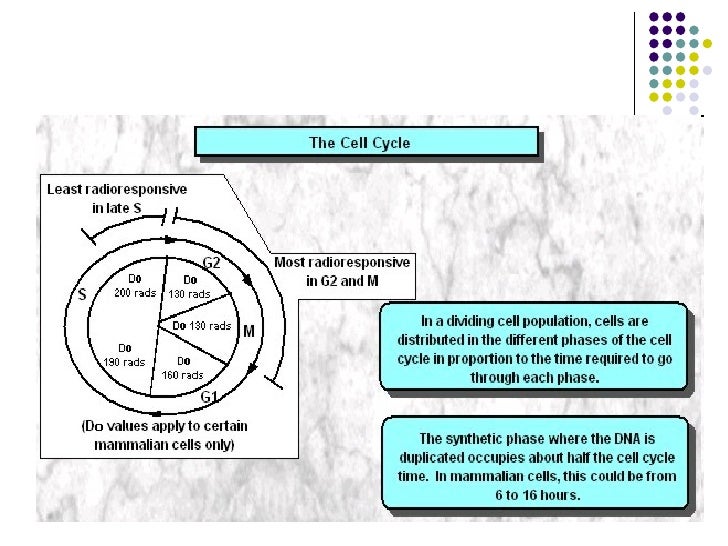 Radiobiology