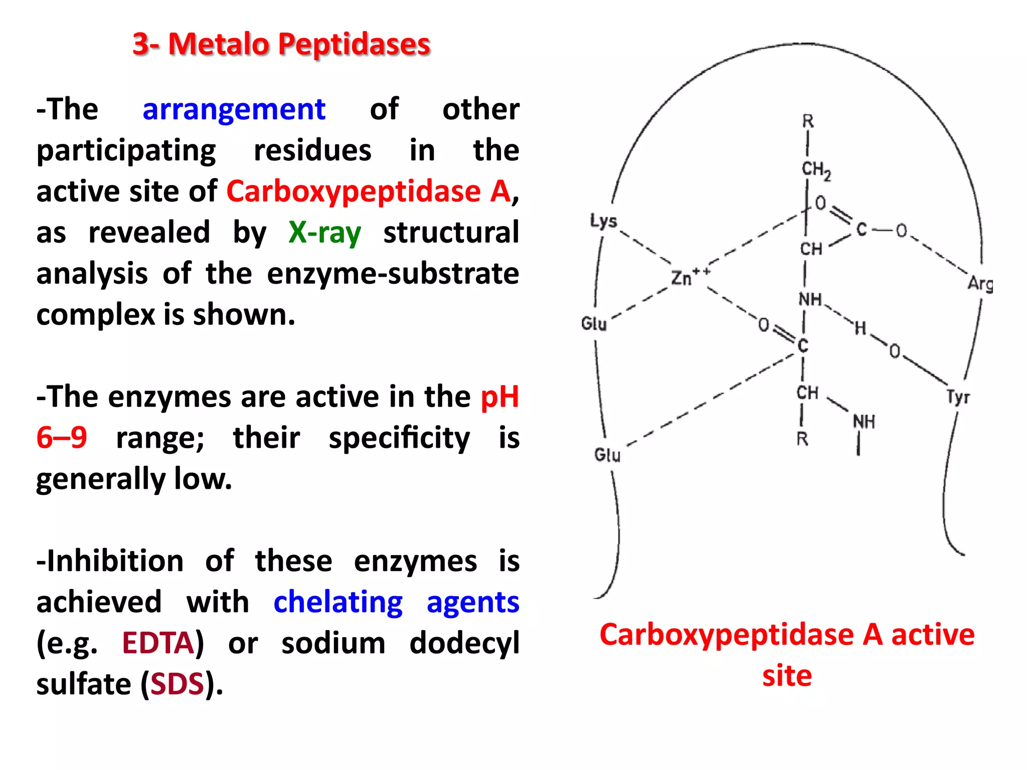 3- Metalo Peptidases
-The arrangement of other
participating residues in the
active site of Carboxypeptidase A,
as revealed by X-ray structural
analysis of the enzyme-substrate
complex is shown.
-The enzymes are active in the pH
6–9 range; their speciﬁcity is
generally low.
-Inhibition of these enzymes is
achieved with chelating agents
(e.g. EDTA) or sodium dodecyl
sulfate (SDS).

Carboxypeptidase A active
site

 